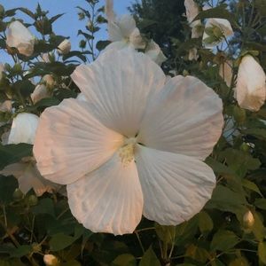 Meet your Posher, Aninha